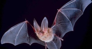 The Truth About Bats