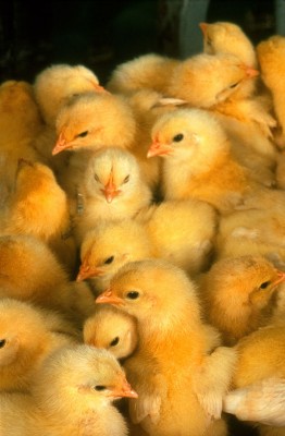 chicks 