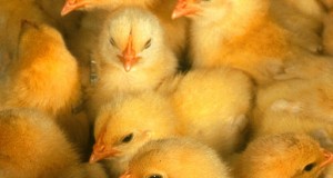 How To Identify, Prevent, And Treat Illnesses In Chicks