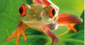 Why Frog Populations Are Declining And What You Can Do About It