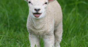 20 Potential Health Problems To Be Aware Of When Raising Lambs