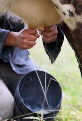 Keeping a Milk Cow