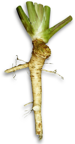 How To Grow And Use Horseradish