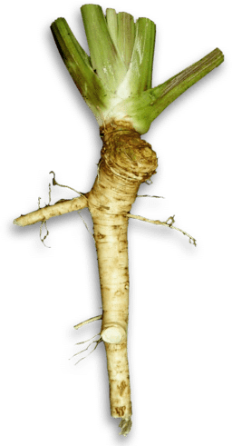 How To Grow And Use Horseradish