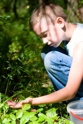 Mastering The Fine Art Of Foraging