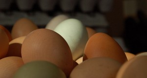 Free-Range Chickens: O Egg, Where Art Thou?