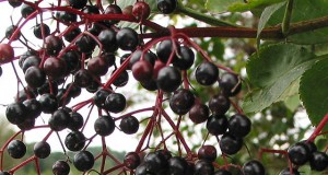 Black Elderberry As Medicine – How To Make Your Own Elderberry Syrup