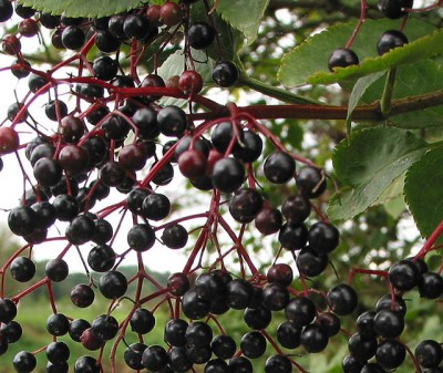 elderberries