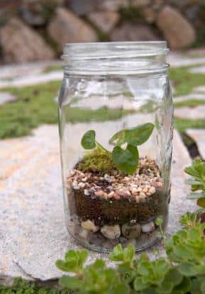 Making A Terrarium: A Fun Summer Project