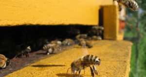 Getting Started With Beekeeping