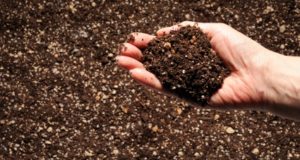 Getting To The Heart Of Organic Living – The Soil