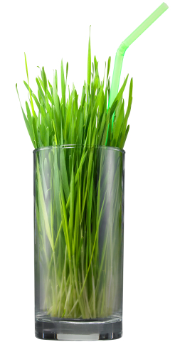 What You Need To Know About Wheatgrass