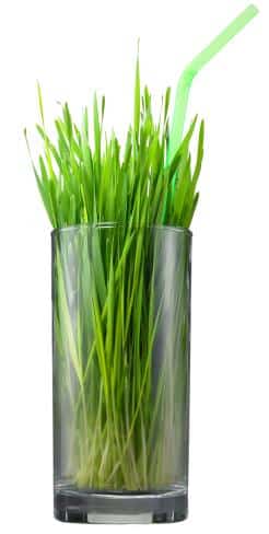 What You Need To Know About Wheatgrass