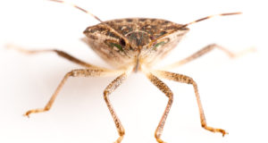 Researchers Rush to Stem Stink Bug Invasion