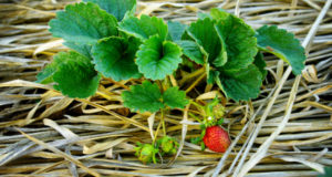 Winter Storage and Care for Strawberries