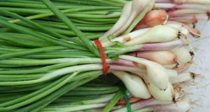 Scallions, The Never-Ending Onion!