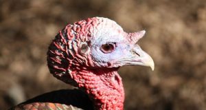 A Guide For Raising Turkeys