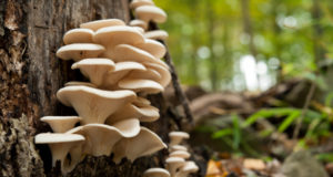 All About Oyster Mushrooms