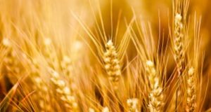 Wheat: The Next Genetically-Modified Food Staple