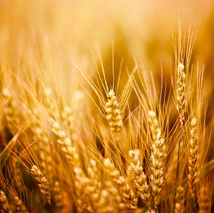 wheat lawsuit