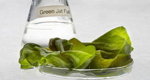 Algae Biofuel: The Next Big (Or Little) Thing?