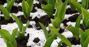 The Best Crops For Continual Winter Harvests
