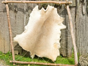 Home Tanning a Deer Hide