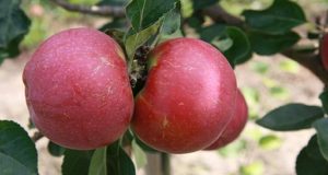 Growing Heirloom Apples: From Romantic Notion To Outright Obsession