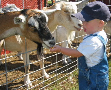 Young boy feeding goats