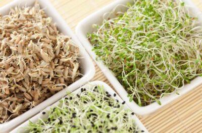 sprouts in kitchen