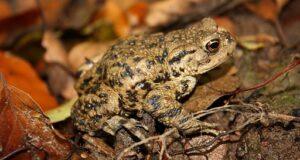 Frogs and Toads in the Garden