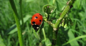 Ladybugs: Pest Or Powerful Pest Control?