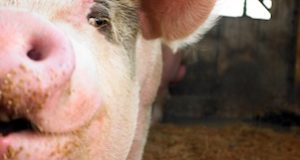 Drug-Resistant Bacteria Found In American Pork Products, Alongside Internationally Banned Drug