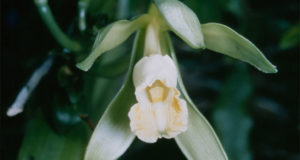If You Can Grow Orchids, You Can Grow Your Own Vanilla