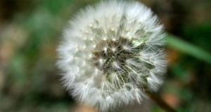 Farming and Faithfulness, part 3: The Worth of Weeds