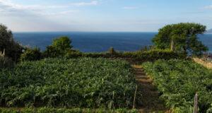 Vegetable Gardening In The Pacific Northwest