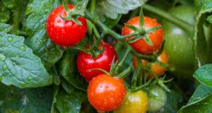 Vegetable Gardening In The South