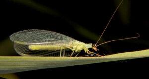 The Scoop On Beneficial Insects