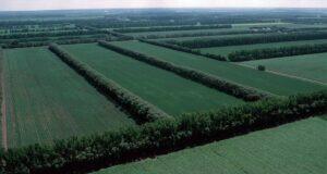 Planting A Windbreak