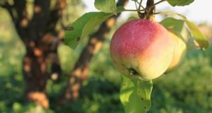 Pruning And Training Apple Trees
