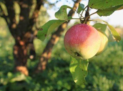 apple tree