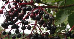 Elderberries: The Forgotten Survival Fruit