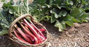 Rhubarb: An Old-Fashioned Vegetable