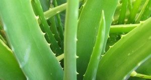 The Healing Powers Of Homegrown Aloe Vera