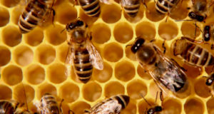 Are GMOs Killing Our Honey Bees?