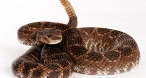 Dealing With Deadly Snakes In The Grass