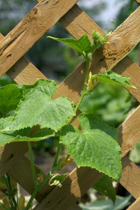 How to Make Your Own Pallet Vertical Garden