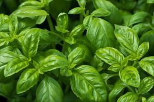 Basil-300x199