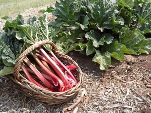 Rhubarb-300x225