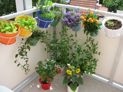 Growing food on the balcony